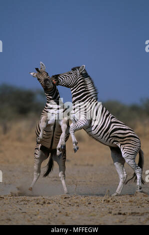 Burchell's Zebra (Equus burchellii) stallions sizing each other up ...