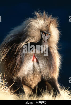 GELADA BABOON male Theropithecus gelada Simien Mountains National Park, Ethiopia Stock Photo