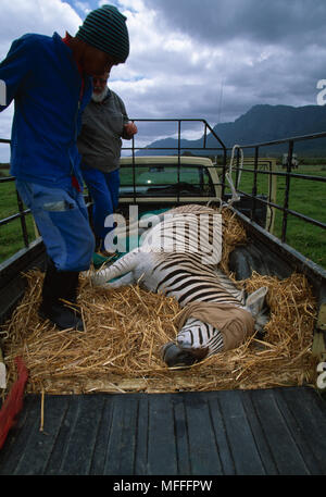 QUAGGA PROJECT - Tranqulized Zebra being translocated as part of Quagga  re-breeding project Elandsberg Pvt Nat'l Reserve, South Africa Stock Photo