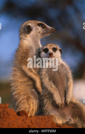 SURICATE or MEERKAT sentinels Suricata suricatta Kalahari, South Africa. Stock Photo