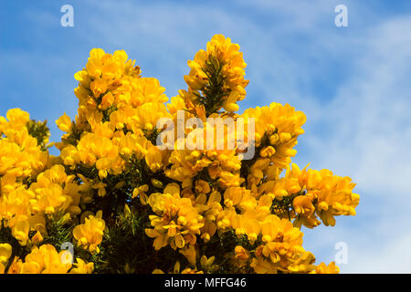 Yellow flowers on a common whin bush or gorse displaying their full spring glory in County Down Northern Ireland. These heavily thorned bushes are a c Stock Photo