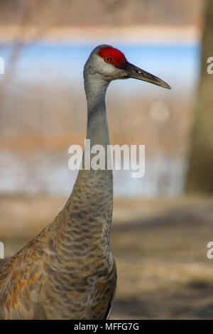 Sandhill crane Stock Photo