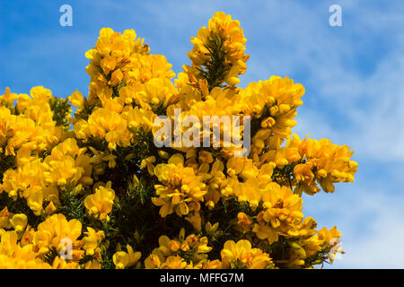 Yellow flowers on a common whin bush or gorse displaying their full spring glory in County Down Northern Ireland. These heavily thorned bushes are a c Stock Photo