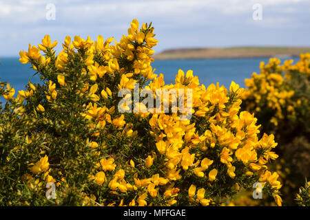 Yellow flowers on a common whin bush or gorse displaying their full spring glory in County Down Northern Ireland. These heavily thorned bushes are a c Stock Photo