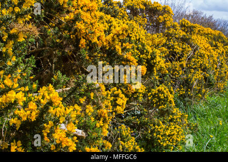 Yellow flowers on a common whin bush or gorse displaying their full spring glory in County Down Northern Ireland. These heavily thorned bushes are a c Stock Photo