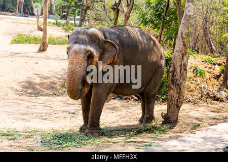 elephant standing under a tree & eating grass with locked at toe by chain rope at zoo. Stock Photo