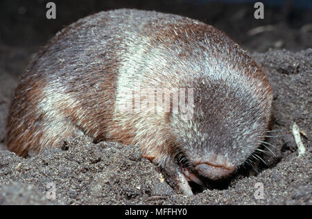 GRANT'S GOLDEN MOLE Eremitalpa grantI South Africa. Stock Photo