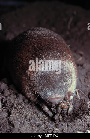 GRANT'S GOLDEN MOLE Eremitalpa grantI Stock Photo