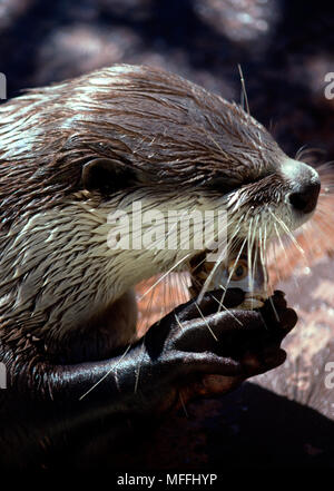 CAPE CLAWLESS OTTER eating fish  Aonyx capensis held with paws Tsitsikama Coastal Natl  Park, South Western Cape, South Africa Stock Photo