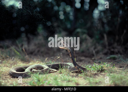 MOZAMBIQUE SPITTING COBRA  Naja mossambica spitting venom which can cause  blindness Stock Photo