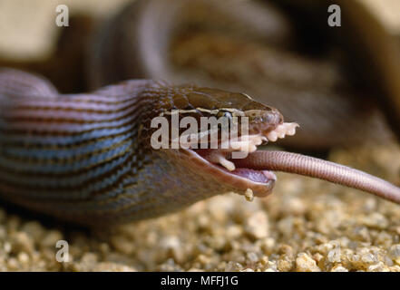 BROWN HOUSE SNAKE  Lamprophis fuliginosus eating Multimammate mouse   South Africa Stock Photo