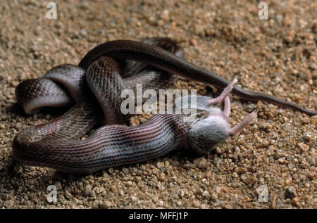 BROWN HOUSE SNAKE       Lamprophis fuliginosus eating Multimammate Mouse prey, South Africa Stock Photo