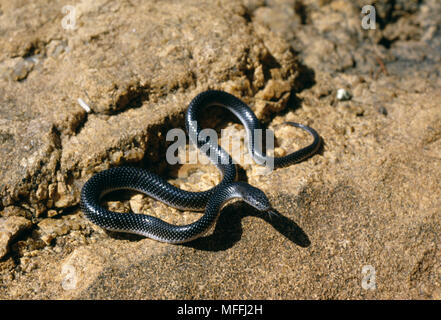 CAPE WOLF SNAKE Lycophidion capense on ground.     South Africa. Stock Photo