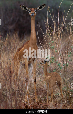 GERENUK female and baby  Litocranius walleri  in dry scrub  Samburu Game Reserve, Northern Kenya Stock Photo