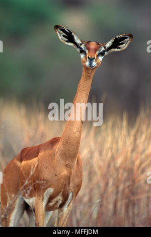 GERENUK  female       Litocranius walleri   Samburu National Reserve,  Kenya, Africa Stock Photo