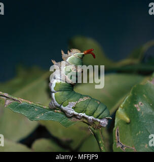 CITRUS SWALLOWTAIL BUTTERFLY Papilio demodocus caterpillar with osmetrium extended,  giving off defensive odour, South Africa Stock Photo