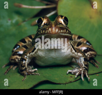 COMMON RIVER FROG Rana angolensis South Africa Stock Photo