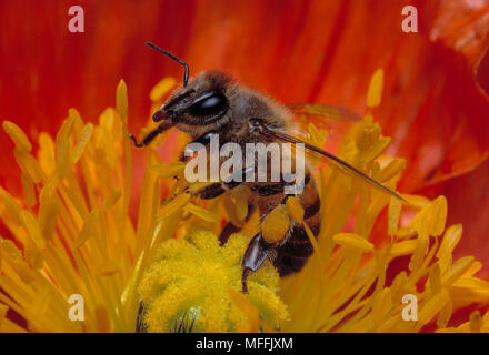 AFRICAN HONEYBEE  visiting poppy Apis mellifera adansonii   Highveld, Transvaal, Soth Africa  Also called 'KILLER BEE' Stock Photo