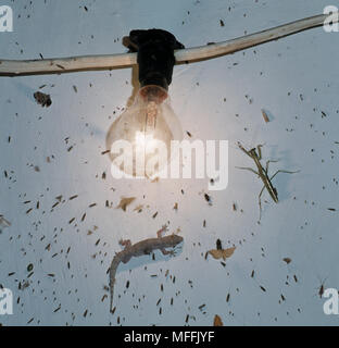 INSECTS attracted to electric light, with predatory Mantid & House Gecko,  South Africa Stock Photo