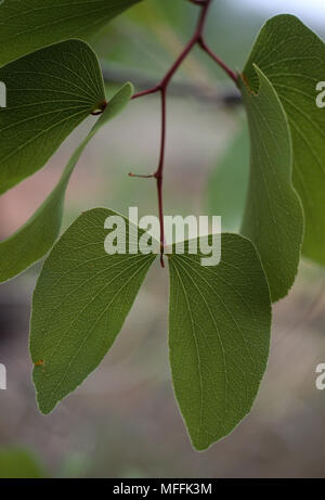 MOPANE TREE  leaves  Colophospermum mopane  Food plant of 'mopane worm', emperor  moth larva eaten all over Botswana Stock Photo