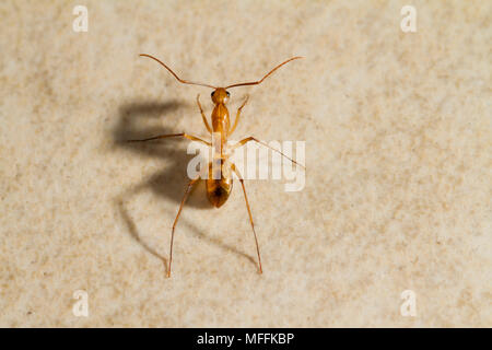 Yellow Crazy Ant Insect Facts  Anoplolepis gracilipes - A-Z Animals