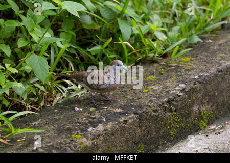 BARRED GROUND DOVE (Geopelia striata) Seychelles Stock Photo