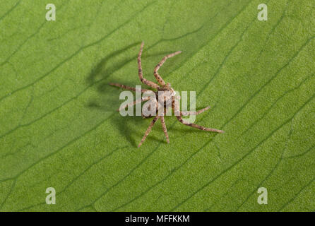 RUNNING CRAB SPIDER (Philodromus dispar) Stock Photo