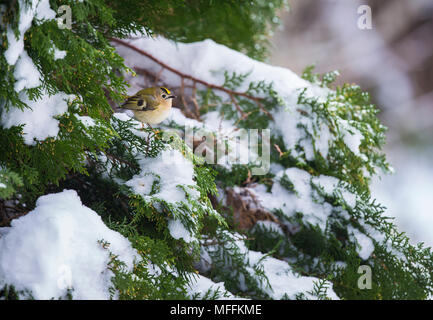 Goldcrest on a snowy Juniper tree Stock Photo