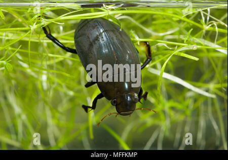 GREAT SILVER WATER BEETLE (Hydrophilus piceus) male, Sussex, UK Stock Photo