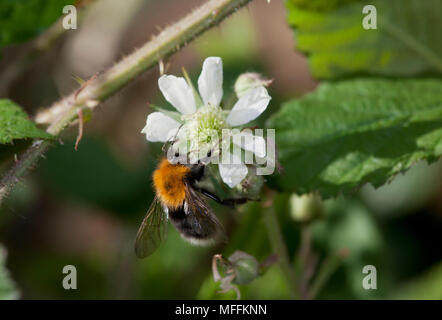TREE BUMBLEBEE (Bombus hypnorum) on blackberry flower. First recorded in Britain in 2001. Stock Photo