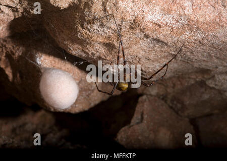 CAVE SPIDER (Meta menardi) female with egg-sac, Sussex, UK. TERTRAGNATHIDAE Stock Photo
