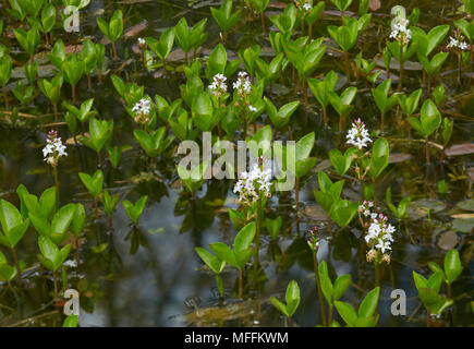 BOGBEAN (Menyanthes trifoliata) Sussex, UK Stock Photo