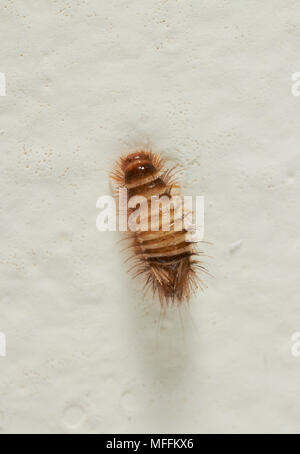 CARPET BEETLE LARVA or WOOLLY BEAR (Anthrenus verbasci) climbing up wall to pupate Stock Photo