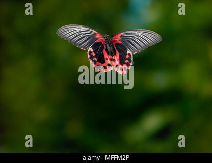 SCARLET MORMON (Papilio rumanzovia) in flight  a large tropical butterfly from the Swallowtail family, Papilionidae.Native to the Philippines. *HIGHER Stock Photo