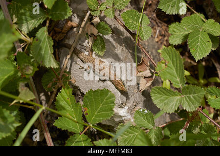 Blue-throated Keeled Lizard, Algyroides nigropunctatus, Corfu Stock Photo