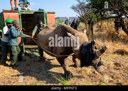 Black Rhinoceros  (Diceros bicornis) being released into a protected area.Ithala game reserve.South Africa Stock Photo