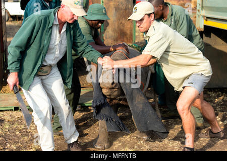 Black Rhinoceros  (Diceros bicornis) being released into a protected area.Ithala game reserve.South Africa Stock Photo