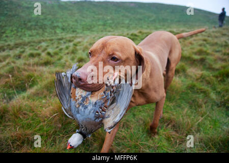 Well trained Vizsla Pointer with partridge that has been shot during a hunt. Well trained Vizsla Pointer with partridge that has been shot during a hunt.