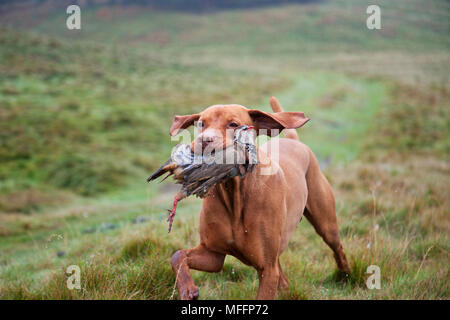 Well trained Vizsla Pointer with partridge that has been shot during a hunt.