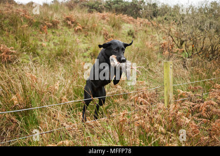 Well trained Black Labrador running with partridge that has been shot during a hunt.
