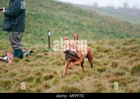 Well trained Vizsla Pointer with partridge that has been shot during a hunt.
