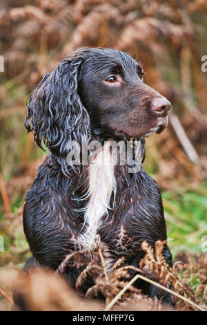 Dogs are used for the retrieval of pheasants once shot. Stock Photo