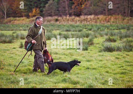 A Game Keeper carrying ring-necked pheasant that has been shot by the hunters during a pheasant shoot. Black Labrador walking by his side Stock Photo