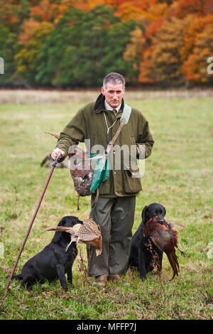 A Game Keeper with two Black Labradors carrying ring-necked pheasants that have been shot by the hunters during a pheasant shoot.
