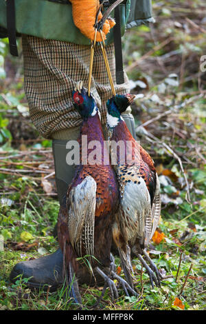A well dressed Game Keeper holds two Ring-necked pheasants.