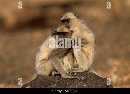 BLACKFACED or COMMON LANGURS Presbytis entellus Stock Photo