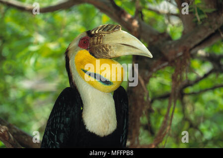 WREATHED HORNBILL Rhyticeros undulatus  male (female has blue pouch, male has yellow pouch) Stock Photo