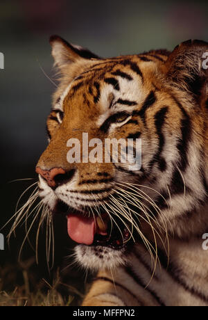 BENGAL TIGER  head detail  Panthera tigris Safari Park, Bangkok, Thailand Stock Photo