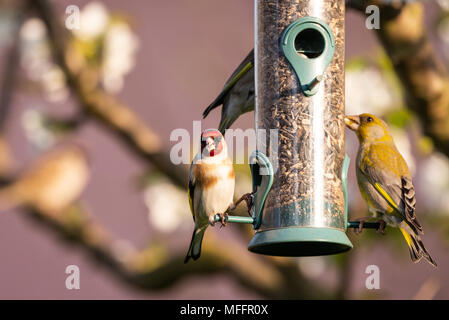 Horizontal photo of cylinder plastic feeder full of sunflower seeds where are perched two greenfinch birds with nice black, yellow and green feathes t Stock Photo