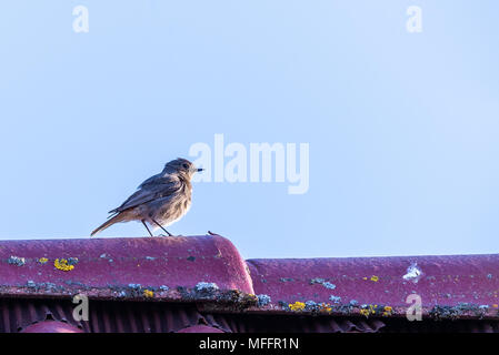 Horizontal photo of single male black redstart bird who is perched on top of roof and singing. The feathers are disheveled by the wind. Bird has nice  Stock Photo
